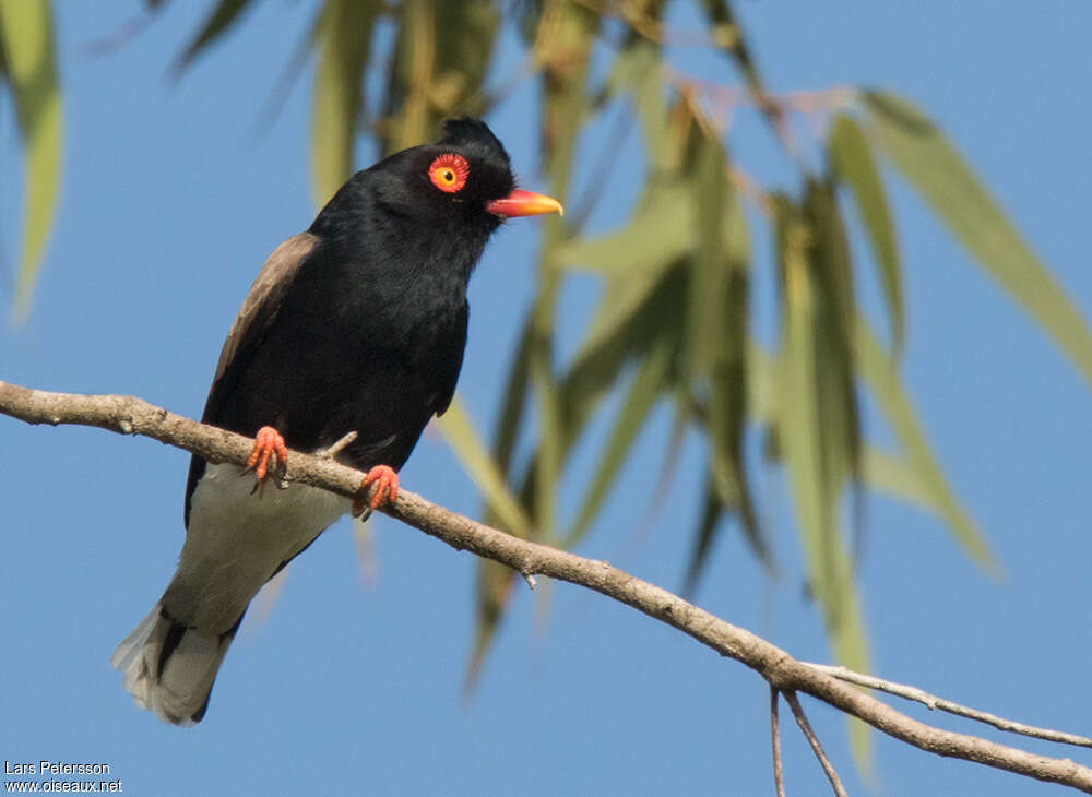 Retz's Helmetshrikeadult, identification