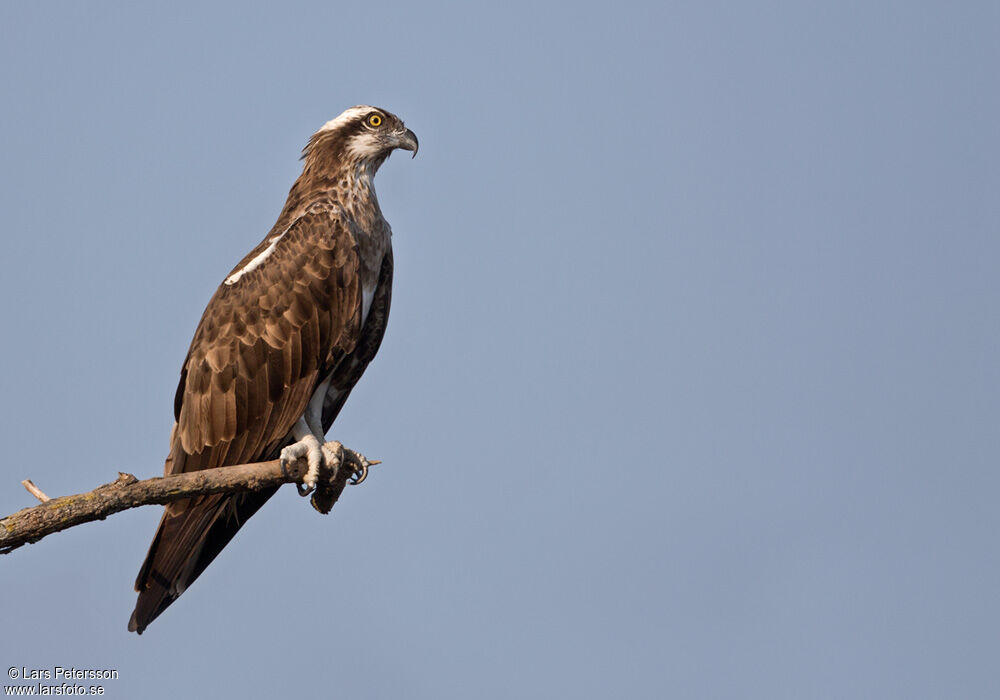 Western Osprey