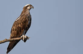 Western Osprey