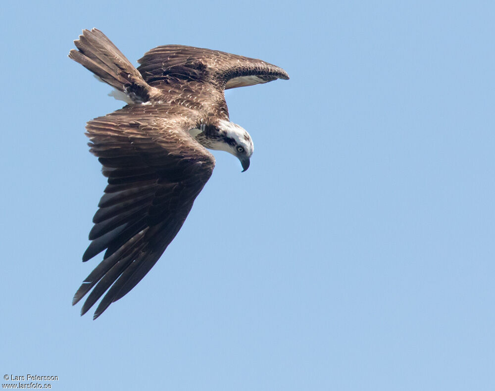 Western Osprey