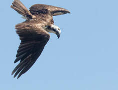 Western Osprey