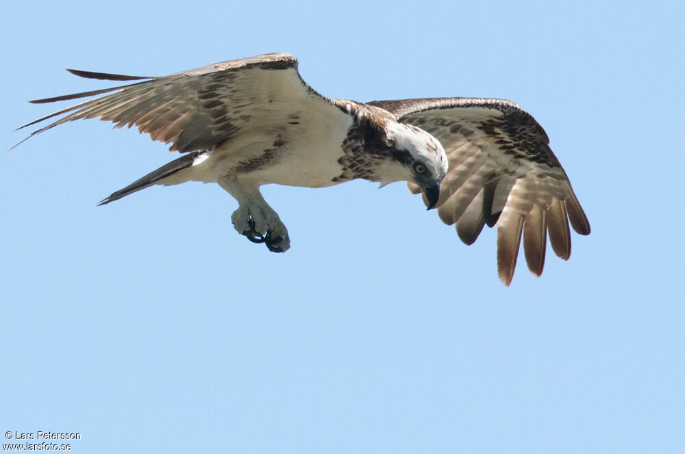 Balbuzard pêcheur