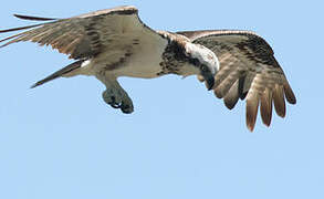 Western Osprey