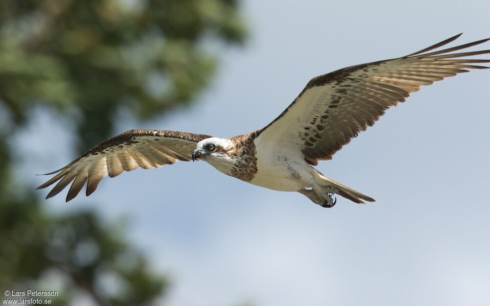 Balbuzard pêcheur