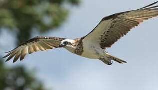 Western Osprey