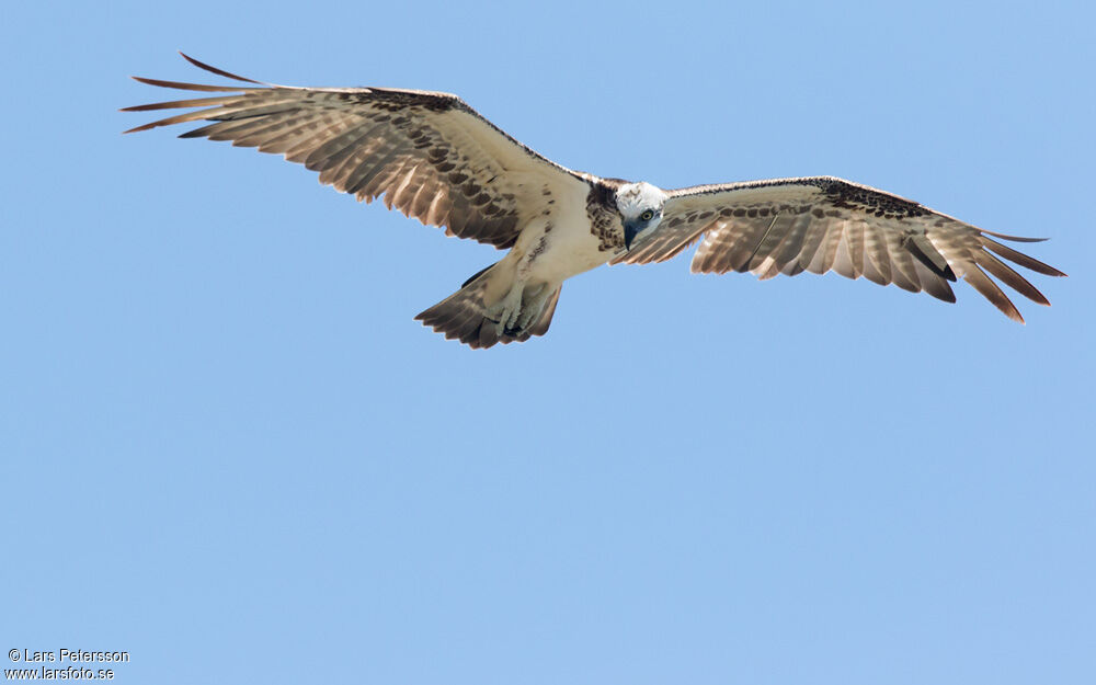 Western Osprey