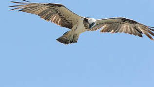 Western Osprey