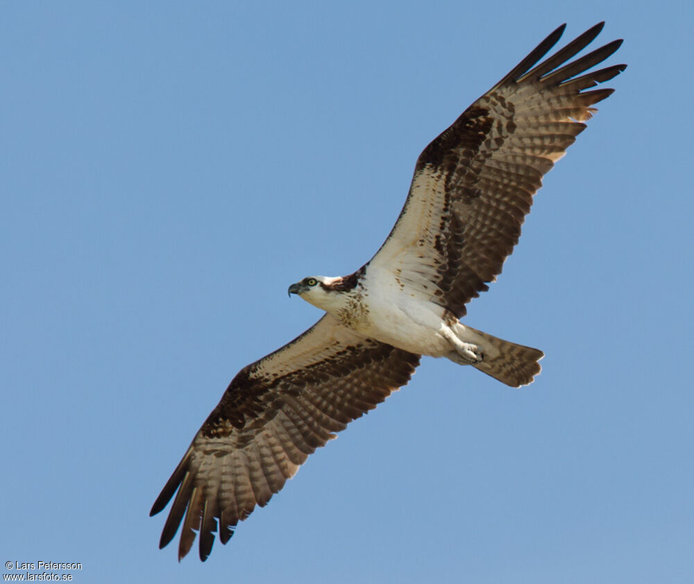 Osprey