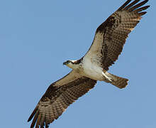 Western Osprey