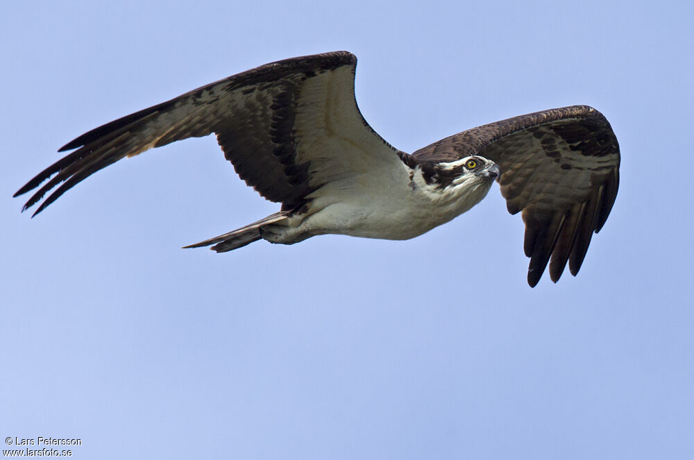 Western Osprey