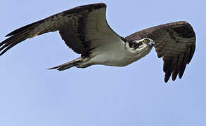 Western Osprey