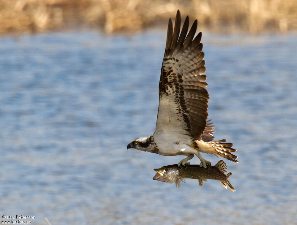 Western Osprey