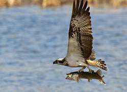 Western Osprey