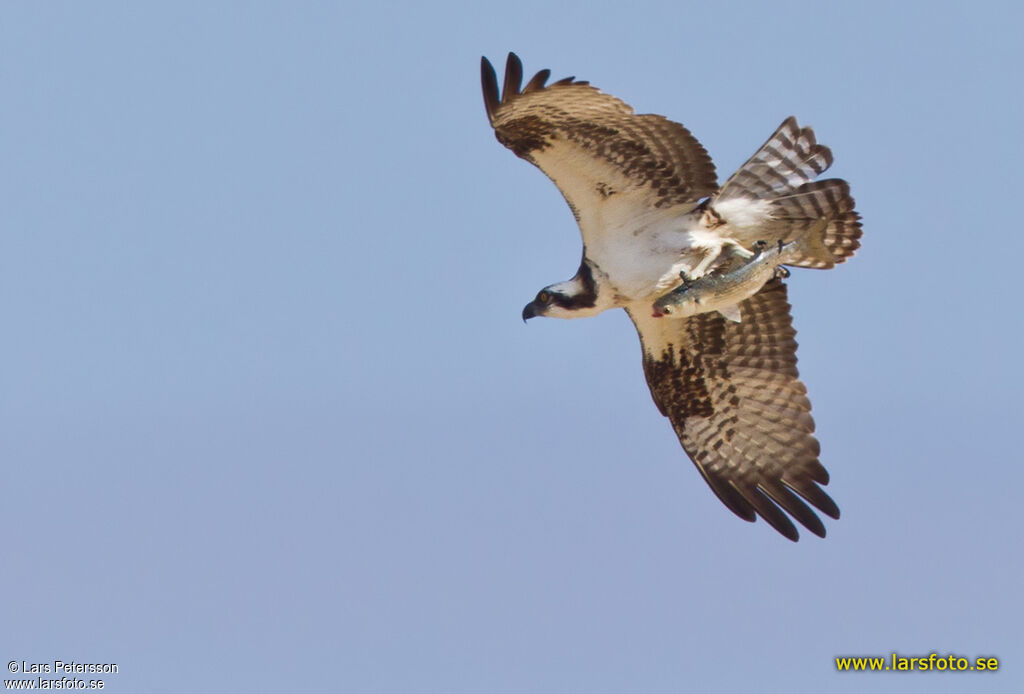 Western Osprey