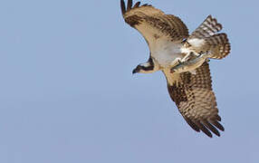 Western Osprey