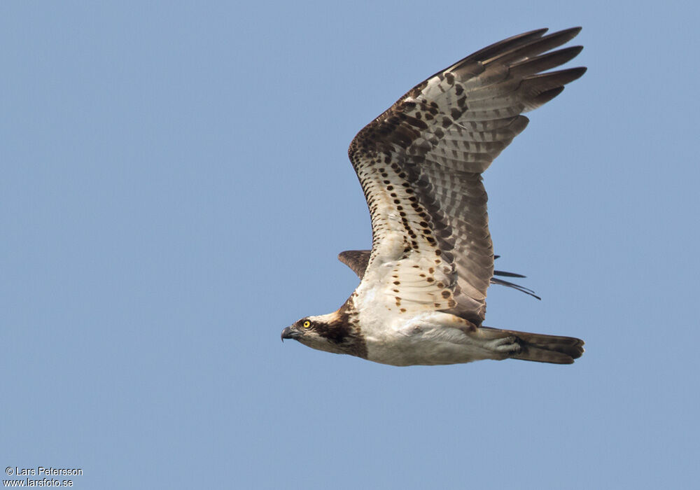 Osprey