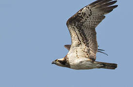 Western Osprey