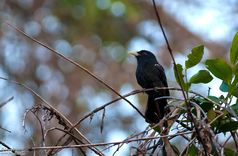 Yellow-billed Nunbird