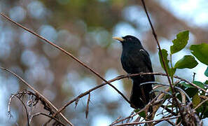 Yellow-billed Nunbird