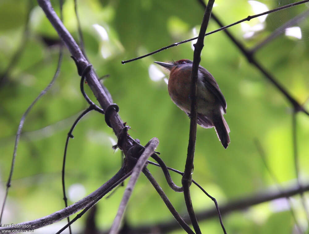 Rufous-capped Nunletadult, identification