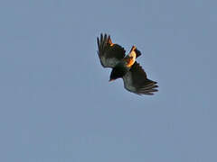 Swallow-winged Puffbird