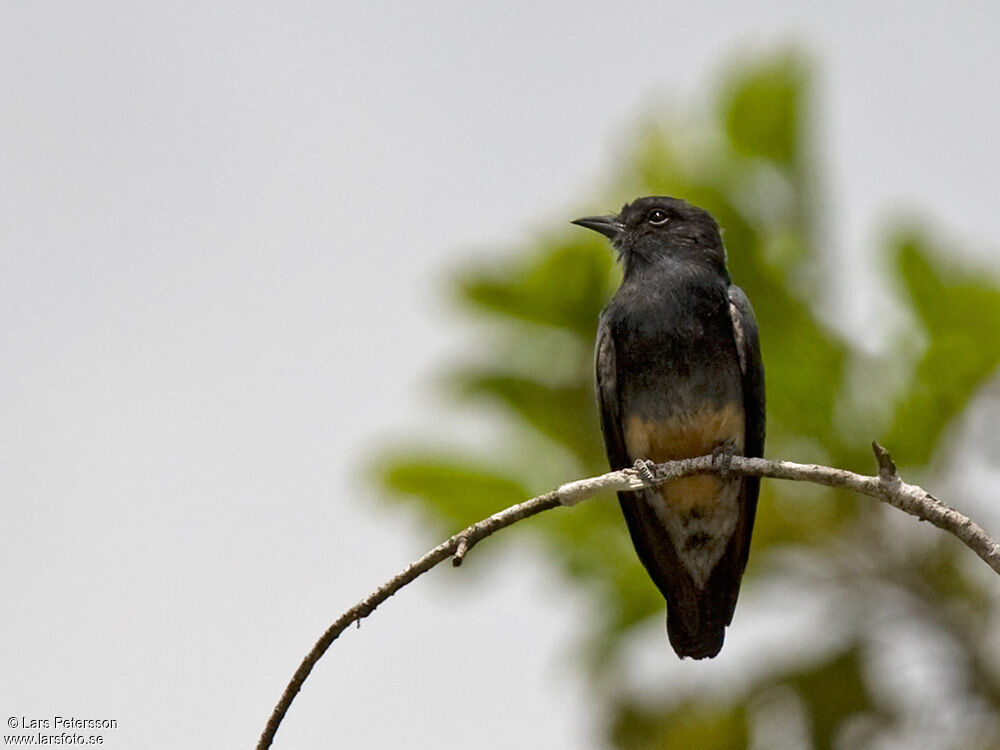 Swallow-winged Puffbird