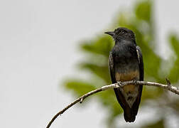 Swallow-winged Puffbird