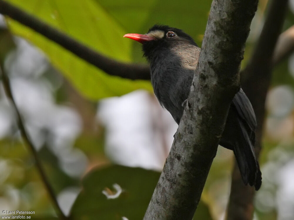 White-fronted Nunbird