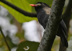 White-fronted Nunbird