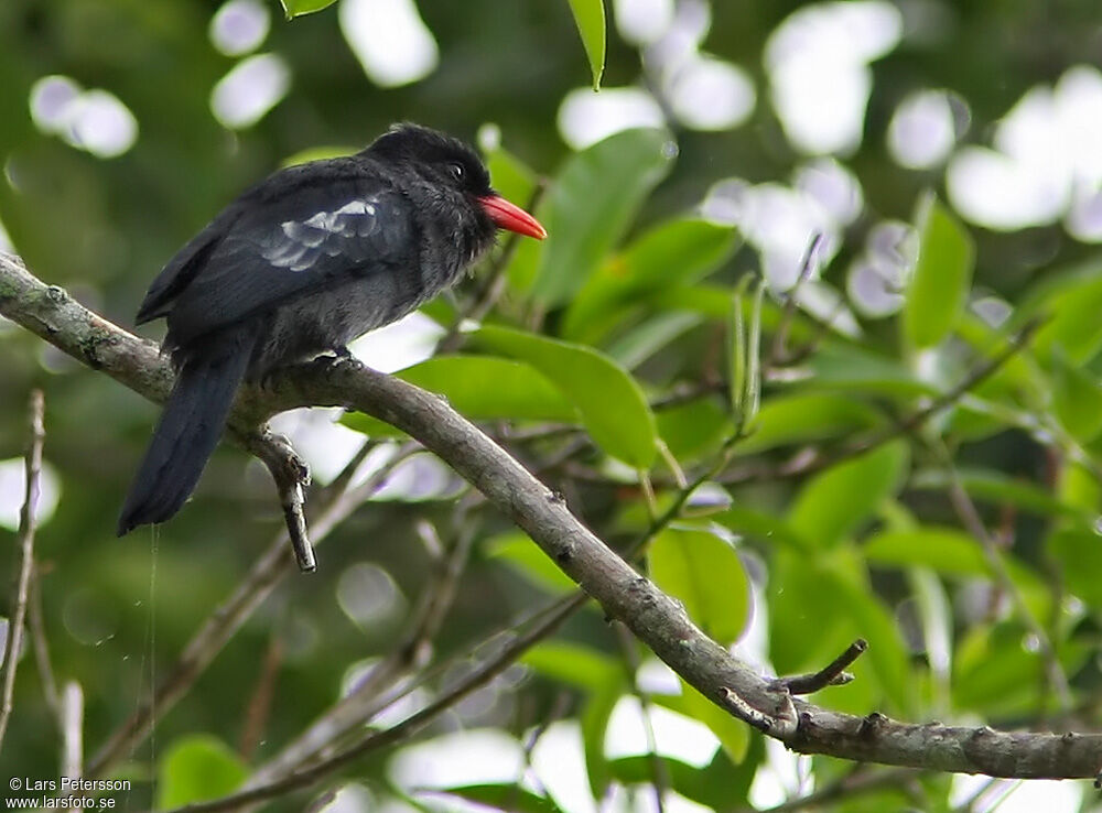 Black Nunbird