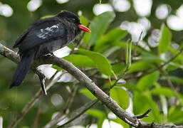 Black Nunbird