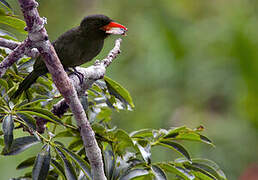 Black-fronted Nunbird