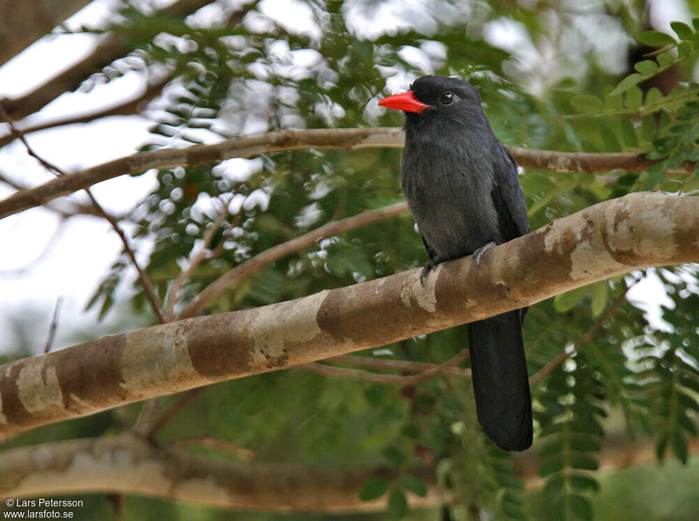 Black-fronted Nunbird