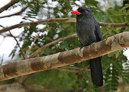 Black-fronted Nunbird