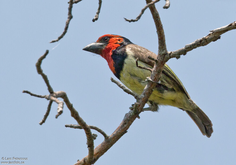 Black-collared Barbet