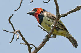 Black-collared Barbet