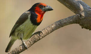 Black-collared Barbet