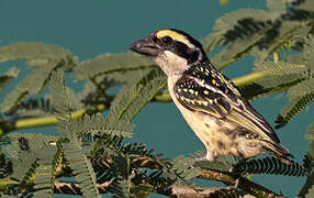 Red-fronted Barbet