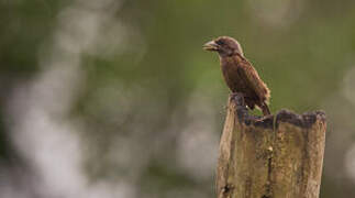 Grey-throated Barbet