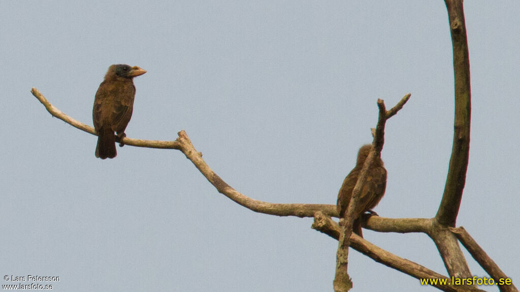 Bristle-nosed Barbet