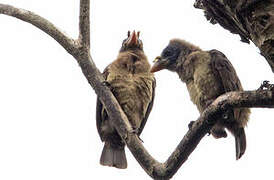 Bristle-nosed Barbet