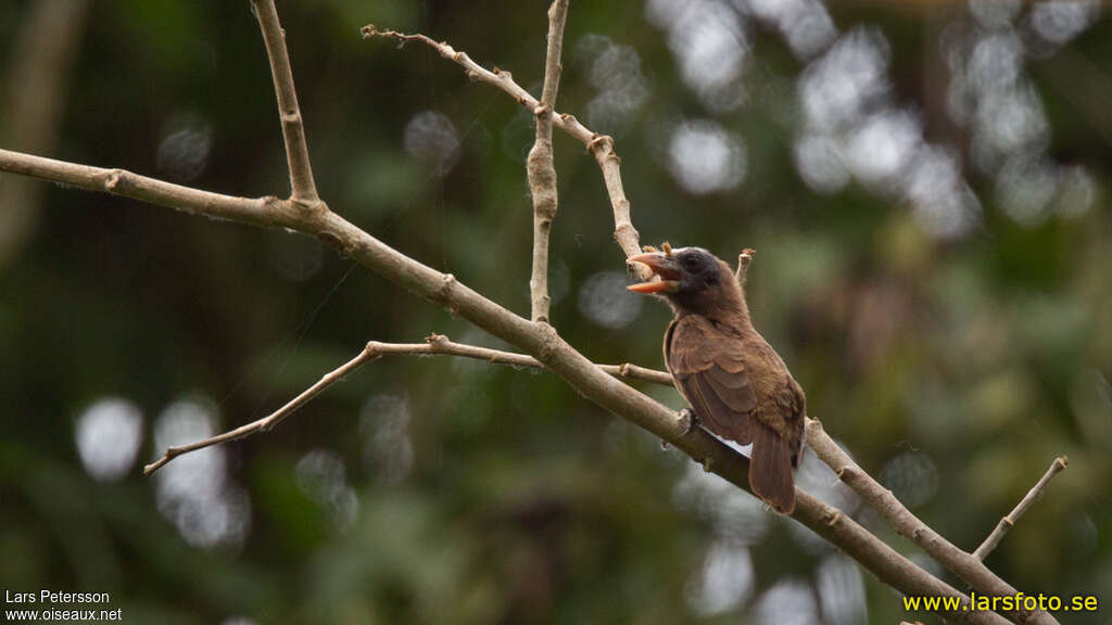 Bristle-nosed Barbetadult