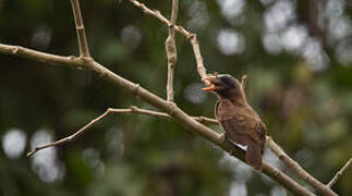 Bristle-nosed Barbet