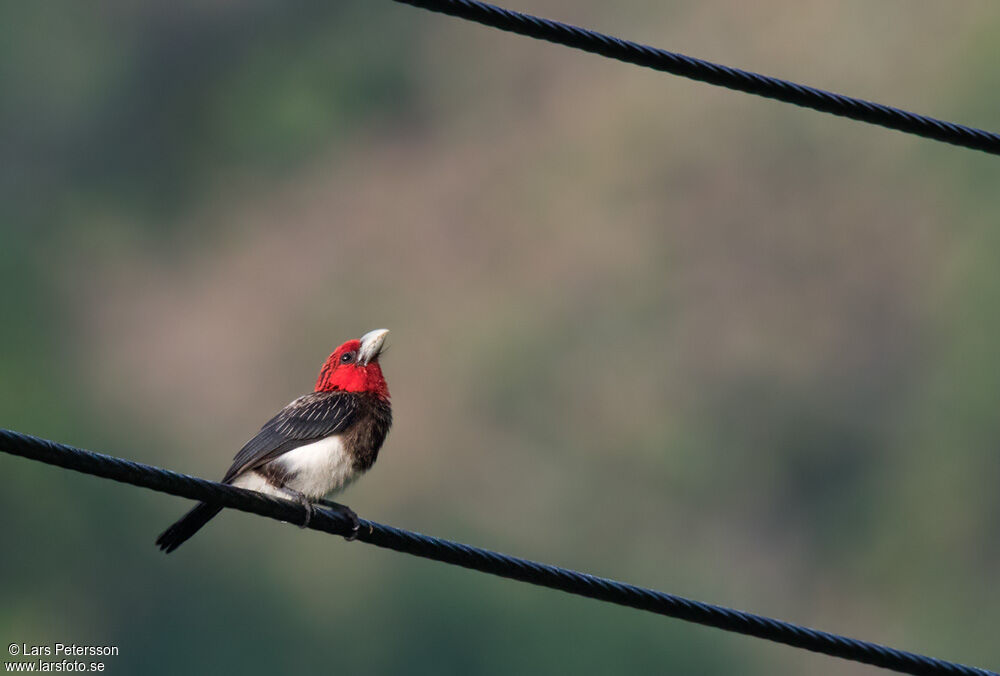 Brown-breasted Barbet