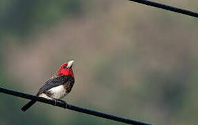 Brown-breasted Barbet