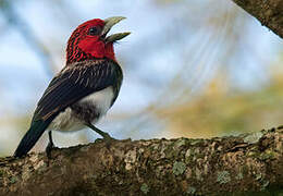 Brown-breasted Barbet