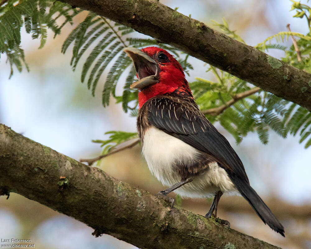 Brown-breasted Barbetadult, song