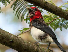 Brown-breasted Barbet