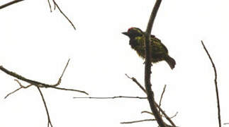 Yellow-spotted Barbet