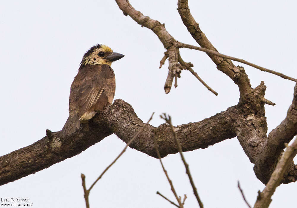 Anchieta's Barbet